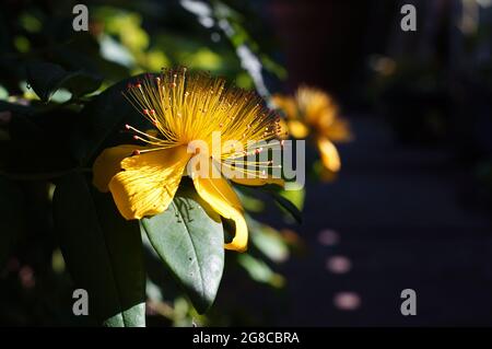 Gelbe Johanniskraut, Hypericum perforatum Blume im Garten mit einem dunklen weichen Fokus Hintergrund Stockfoto