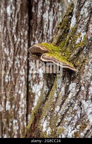 Ein Pilz auf der Rinde eines mit Moos bedeckten Baumes. Polypore auf dem Baum. Stockfoto