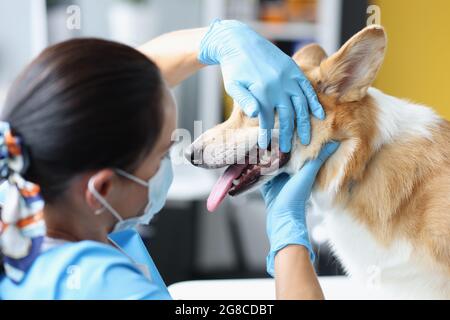 Tierarzt untersucht Hund Mundhöhle in der Klinik Nahaufnahme Stockfoto
