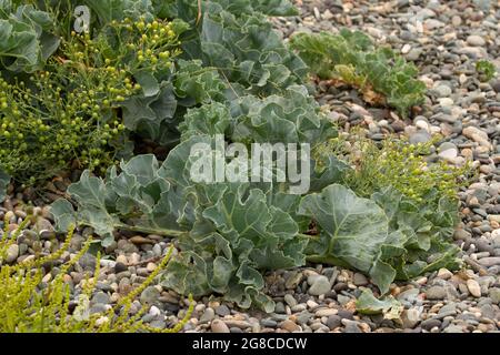 Vor langer Zeit als Gemüse verwendet, um die Vitamin-Aufnahme vor Zitrusfrüchten zu stärken, ist Sea Kale oder Scurvy Grass eine wilde Art von Kohl Stockfoto