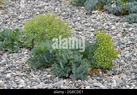 Vor langer Zeit als Gemüse verwendet, um die Vitamin-Aufnahme vor Zitrusfrüchten zu stärken, ist Sea Kale oder Scurvy Grass eine wilde Art von Kohl Stockfoto