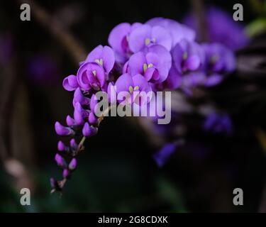 Glücklicher Wanderer Stockfoto