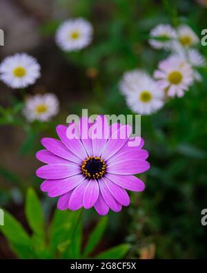 Heiße Rosa Afrikanische Gänseblümchen Stockfoto