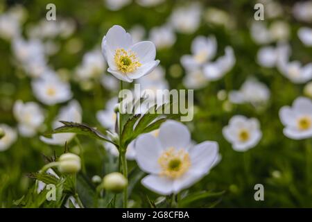 Anemone canadensis syn Anemonastrum canadense - Kanada Anemone blüht im Garten Stockfoto