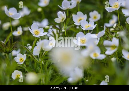 Anemone canadensis syn Anemonastrum canadense - Kanada Anemone blüht im Garten Stockfoto