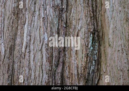 Stamm der Morgendämmerung Redwood Baum, Metasequoia glyptostroboides Stockfoto