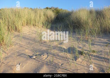 Marrammgras (Ammophila arenaria) wächst auf einer Sanddüne. Die Sonne geht unter, wirft lange Schatten und ein goldenes Licht. Stockfoto