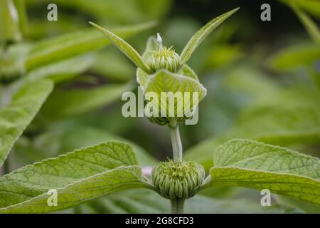 Phlomis cosa Pflanze, gebräuchlicher Name - Jerusalem Salbei und Lampwick Pflanze Stockfoto