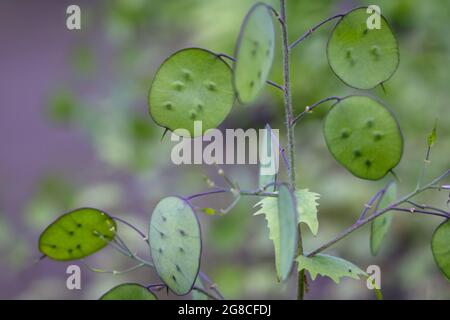 Ehrlichkeit Pflanze auch als jährliche Ehrlichkeit, lateinische Bezeichnung - Lunaria annua Stockfoto