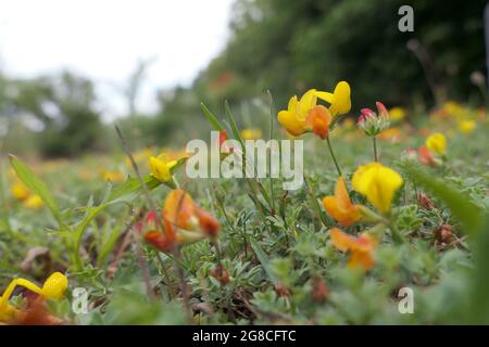 Nahaufnahme der gelben und orangen Blüten von gewöhnlicher Vogelfußklee (Lotus corniculatus), die auf dem Rasen eines Gartens wächst Stockfoto