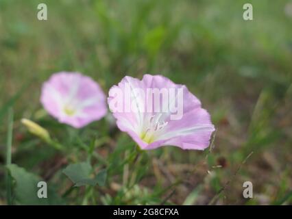 Makro-Nahaufnahme der rosa und weiß gestreiften Blüten von gewöhnlicher Bindenweed (Convolvulus arvensis), auch bekannt als wilder Morgenruhm. Stockfoto