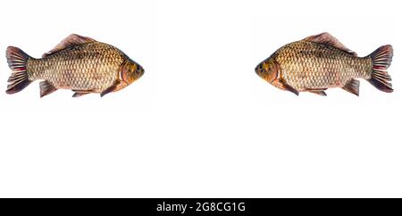 Süßwasserfische Karauschen auf weißem Hintergrund. Stockfoto