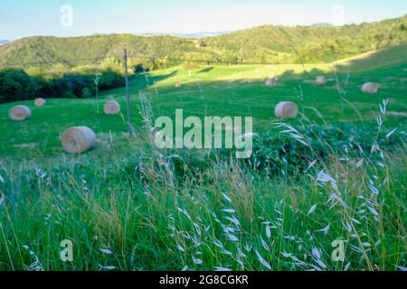 Selektiver Fokus auf Heuballen auf dem Feld über grüne Wälder und den Sonnenuntergang am Himmel. Erntekonzept. Sommerhintergrund. Landwirtschaft Stockfoto