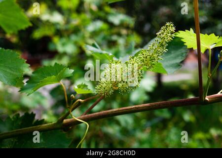 Grüne Trauben wachsen auf den Rebstöcken. Unreifes Traubenbündel auf Baum. Weinberg an sonnigen Tagen. Nahaufnahme. Stockfoto