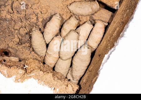 Nest mit Schlammwespen (Sceliphron) Larven in Schlammkokons auf Die Mauer einer alten Scheune Stockfoto