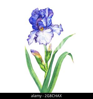 Der Zweig blüht blau Iris. Aquarell handgezeichnete Malerei Illustration, isoliert auf weißem Hintergrund. Stockfoto