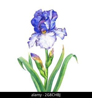 Der Zweig blüht blau Iris. Aquarell handgezeichnete Malerei Illustration, isoliert auf weißem Hintergrund. Stockfoto