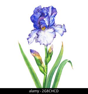 Der Zweig blüht blau Iris. Aquarell handgezeichnete Malerei Illustration, isoliert auf weißem Hintergrund. Stockfoto