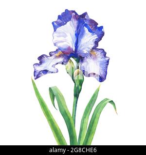 Der Zweig blüht blau Iris. Aquarell handgezeichnete Malerei Illustration, isoliert auf weißem Hintergrund. Stockfoto