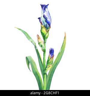 Der Zweig blüht blau Iris mit Knospe. Aquarell handgezeichnete Malerei Illustration, isoliert auf weißem Hintergrund. Stockfoto