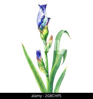 Der Zweig blüht blau Iris mit Knospe. Aquarell handgezeichnete Malerei Illustration, isoliert auf weißem Hintergrund. Stockfoto