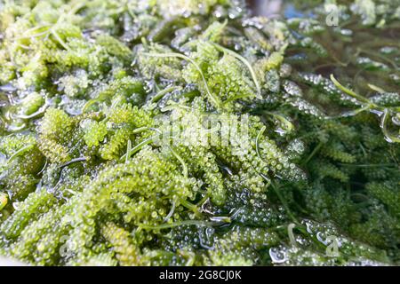 Nahaufnahme von Bryopsida-Grünalgen oder Caulerpa lentillifera. (Meerestrauben oder grüner Kaviar) Stockfoto