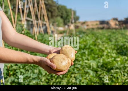 Bauernfrauen halten frische Kartoffeln in den Händen und ernten im Gemüsegarten. Stockfoto