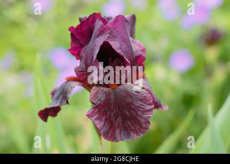 Iris 'Langport Wren', eine mittlere bärtige Iris, zeigt charakteristische tiefe kastanienbraune Blüten. VEREINIGTES KÖNIGREICH Stockfoto