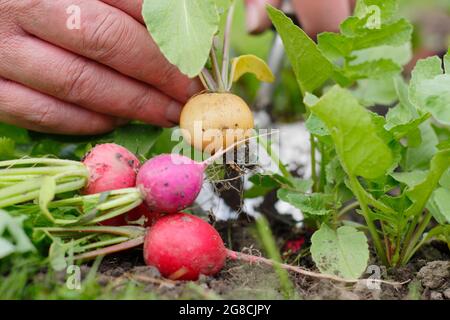 Regenbogenradisch. Ernte von hausgemachten Radieschen - Raphanus sativus - in einem heimischen Gemüseanbau. VEREINIGTES KÖNIGREICH Stockfoto