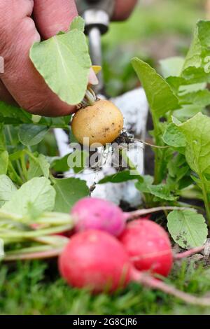 Regenbogenradisch. Ernte von hausgemachten Radieschen - Raphanus sativus - in einem heimischen Gemüseanbau. VEREINIGTES KÖNIGREICH Stockfoto