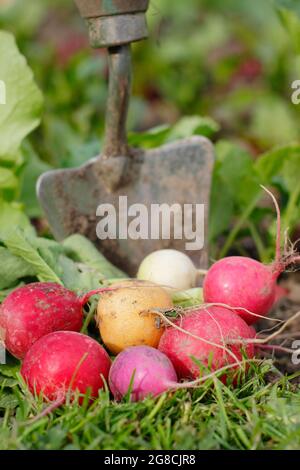 Regenbogenradisch. Frisch geerntete selbstgewachsene Radieschen - Raphanus sativus - auf einem heimischen Gemüsegrundstück. VEREINIGTES KÖNIGREICH Stockfoto