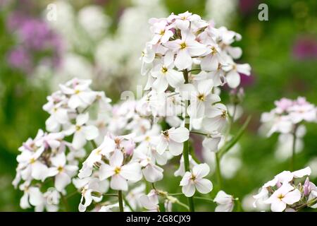 Hohe weiße Blüten von Phlox paniculata 'White Admiral' krautige Staude im Sommer. VEREINIGTES KÖNIGREICH Stockfoto