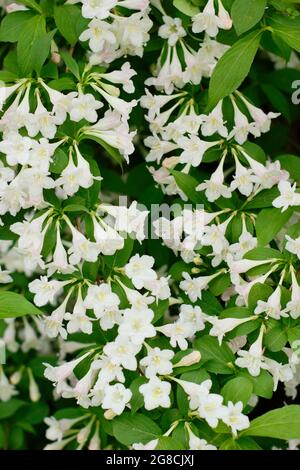 Weigela 'White Knight' ein sommergrüner Strauch mit weißen Blüten. VEREINIGTES KÖNIGREICH Stockfoto