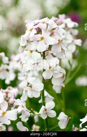 Hohe weiße Blüten von Phlox paniculata 'White Admiral' krautige Staude im Sommer. VEREINIGTES KÖNIGREICH Stockfoto