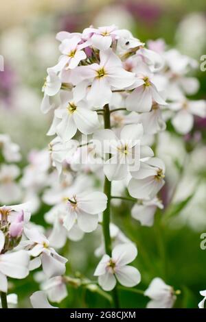 Hohe weiße Blüten von Phlox paniculata 'White Admiral' krautige Staude im Sommer. VEREINIGTES KÖNIGREICH Stockfoto