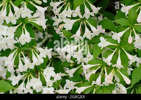 Weigela 'White Knight' ein sommergrüner Strauch mit weißen Blüten. VEREINIGTES KÖNIGREICH Stockfoto