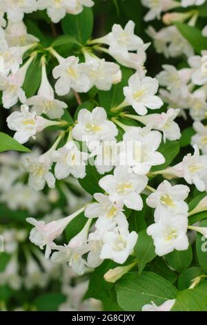 Weigela 'White Knight' ein sommergrüner Strauch mit weißen Blüten. VEREINIGTES KÖNIGREICH Stockfoto