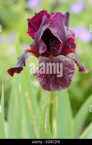 Iris 'Langport Wren', eine mittlere bärtige Iris, zeigt charakteristische tiefe kastanienbraune Blüten. VEREINIGTES KÖNIGREICH Stockfoto