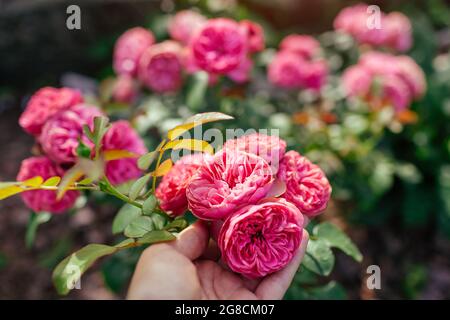 Leonardo da Vinci heiße rosa Rose blüht im Sommergarten. Gärtner genießt die Blüte. Meilland Auswahl Rosen Blumen Stockfoto