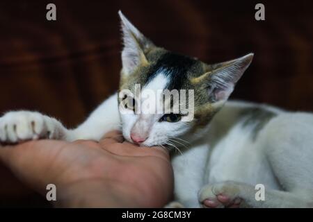 Die weiße Katze beißt einem Menschen in die Hand. Schöne niedliche Katze, die mit der Hand spielt und mit lustigen Emotionen beißt. Stockfoto