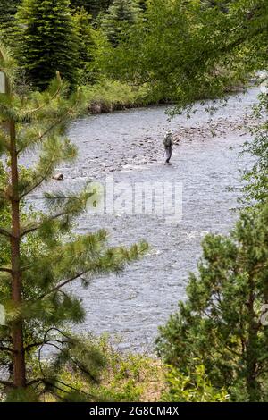 Fox Creek, Colorado - Angeln im Conejos River im Rio Grande National Forest. Stockfoto