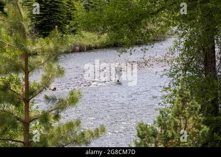 Fox Creek, Colorado - Angeln im Conejos River im Rio Grande National Forest. Stockfoto