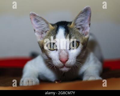 Nahaufnahme einer weißen asiatischen Katze mit gelben Augen und Hintergrund. Stockfoto