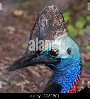 Southern Cassowary (Casuarius casuarius) Stockfoto