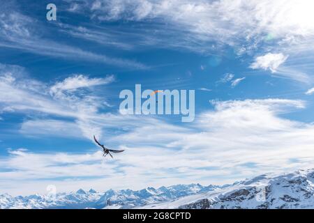 Ein Vogel im Vordergrund und ein Drachenflieger fliegen an einem sonnigen Tag über die verschneiten Berge der Schweizer Alpen. Stockfoto