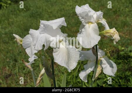 Nahsicht auf weiße Irisblüten, die mit Wassertropfen auf einem Frühlingsblumenbett bedeckt sind Stockfoto