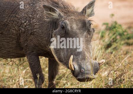 Nahaufnahme des afrikanischen Warzenschweins Phacochoerus africanus, Kruger National Park, Südafrika Stockfoto