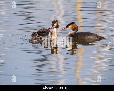 Haubentaucher, Podiceps cristatus, Familie - Vater, der jungen Küken Fische füttert, Niederlande Stockfoto