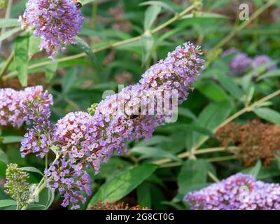 Gewöhnliche Drohnenfliege, Eristalis tenax, auf buddleja davidii 'Pink Delight' im Garten, Niederlande Stockfoto