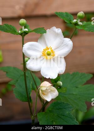 Japanische Anemone, Anemone 'Honorine Jobert', weiße Blüten mit gelbem Herzen im Herbst, Niederlande Stockfoto